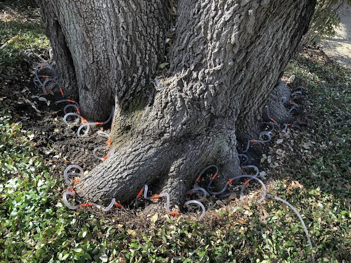 Detailed Shrub and Hedge Trimming job site in Harwood