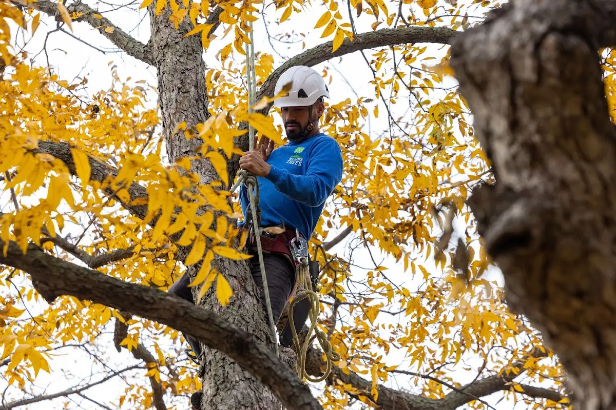 Skilled Storm Damage Cleanup crew working in Harwood