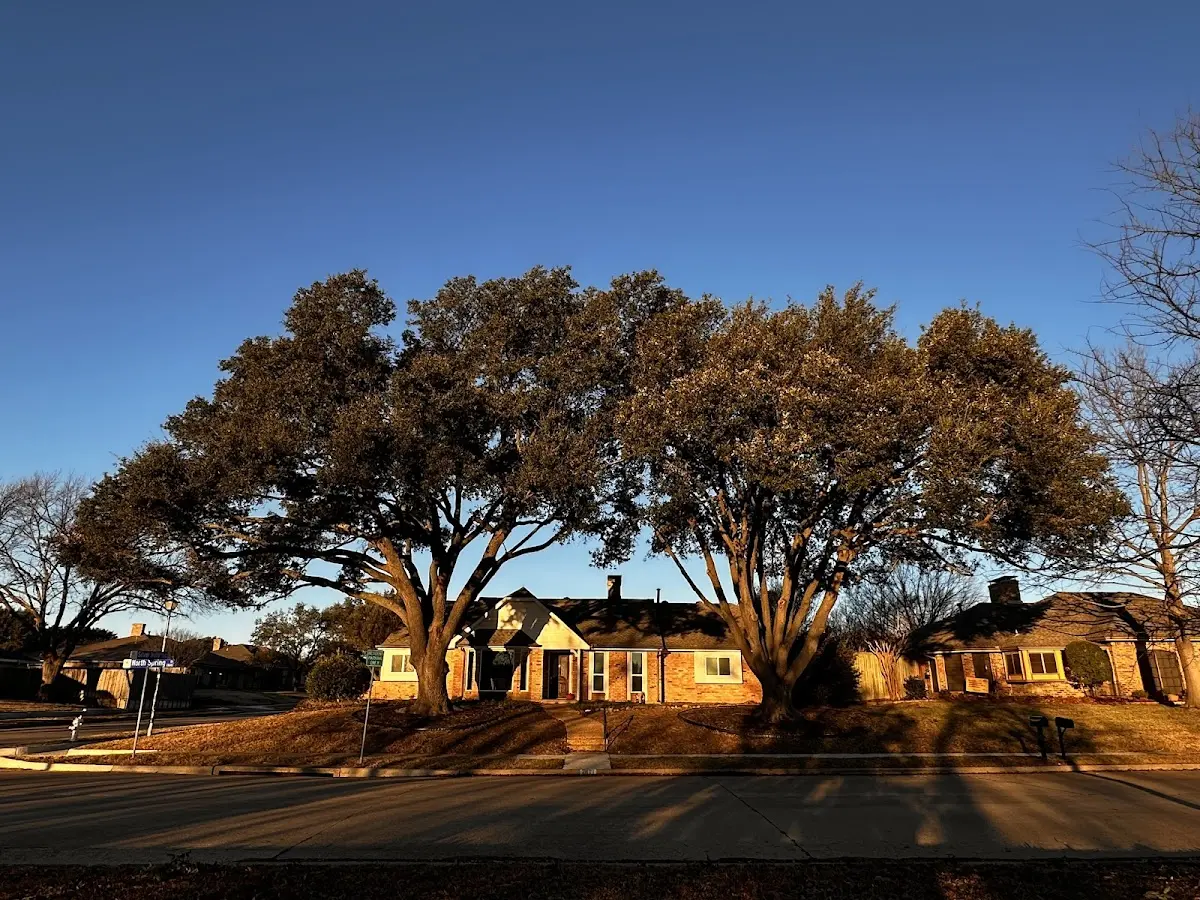 Established residential canopy tree shading a home in Harwood